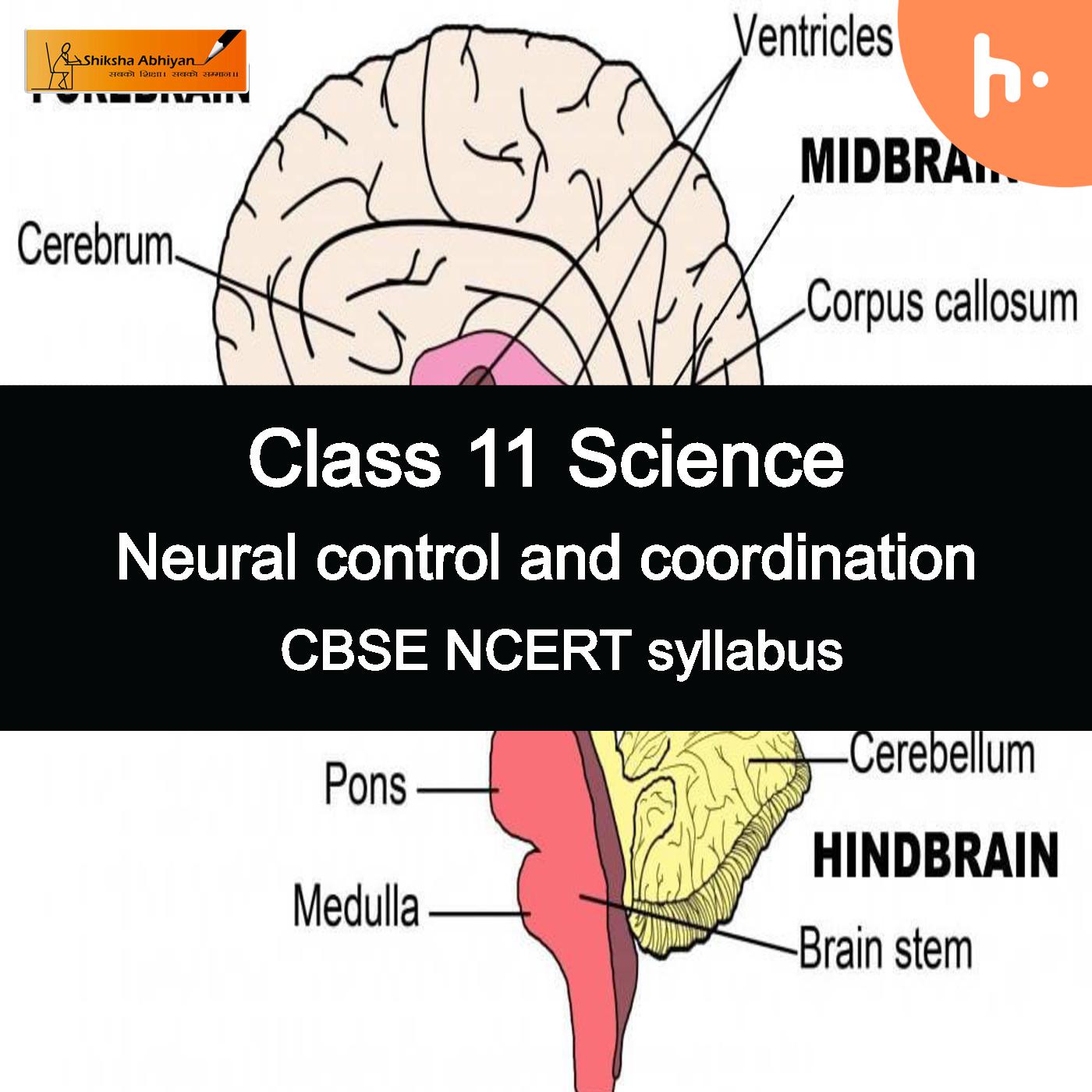 Theory part | CBSE | Class 11 | Biology | Neural Control and Coordination