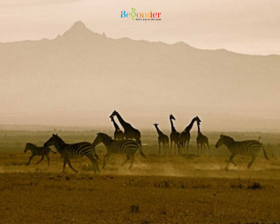 Travel to wild Kenya with Srinivasa Shenoy