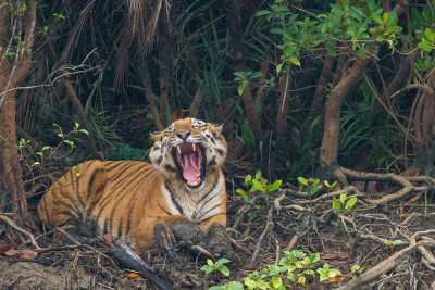 Travel through the wild jungles of Sundarbans in East India with Anand