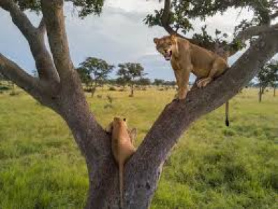 Episode-27-The tres and lions story in Hindi