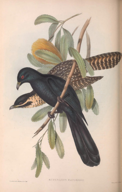 Episode 24-Good bye dear cuckoo#English