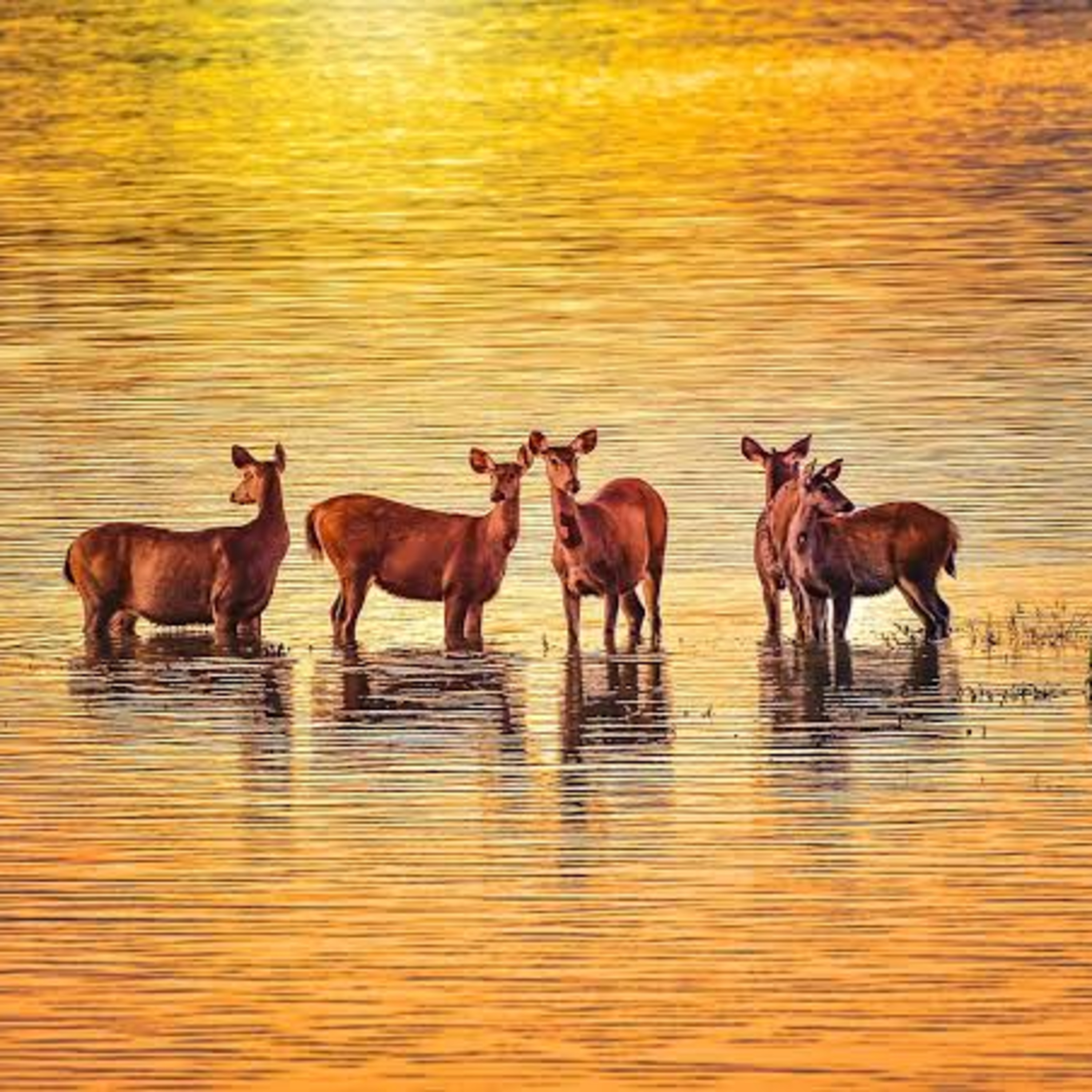 Gehri Neend Ke Liye Relaxing Story - Adbhut Kaziranga