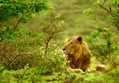 How to sleep peacefully | Gir- Wildlife Sanctuary | Bedtime Story | To Sleep | To Relax | Kahaniya