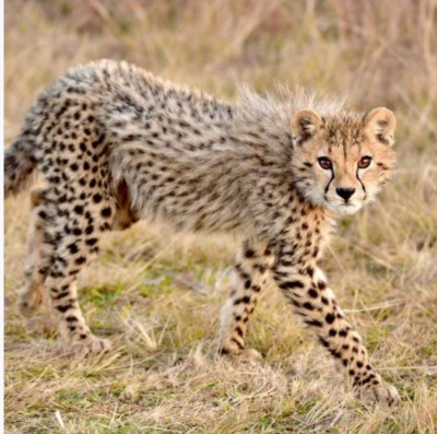 DM's podcast: Digital Marketing-Ep.4-> welcoming our New Guests- "Asiatic Cheetahs" to India