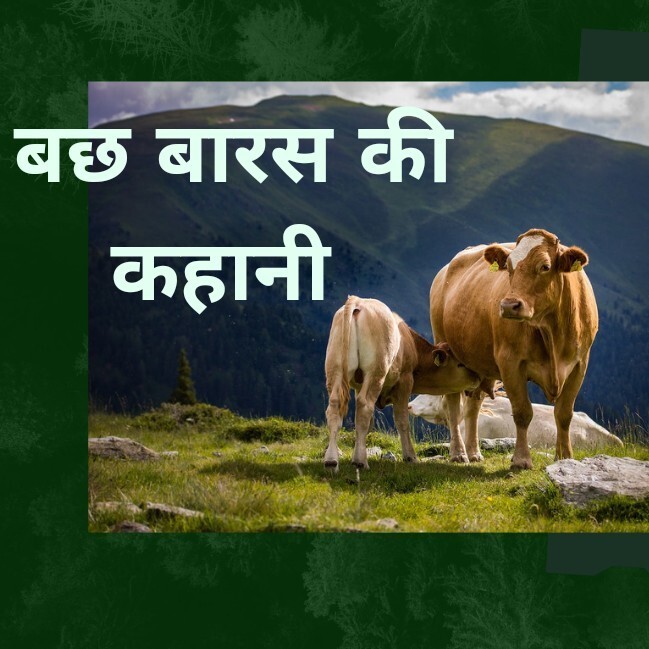 Bachhbaras Pooja Vidhi