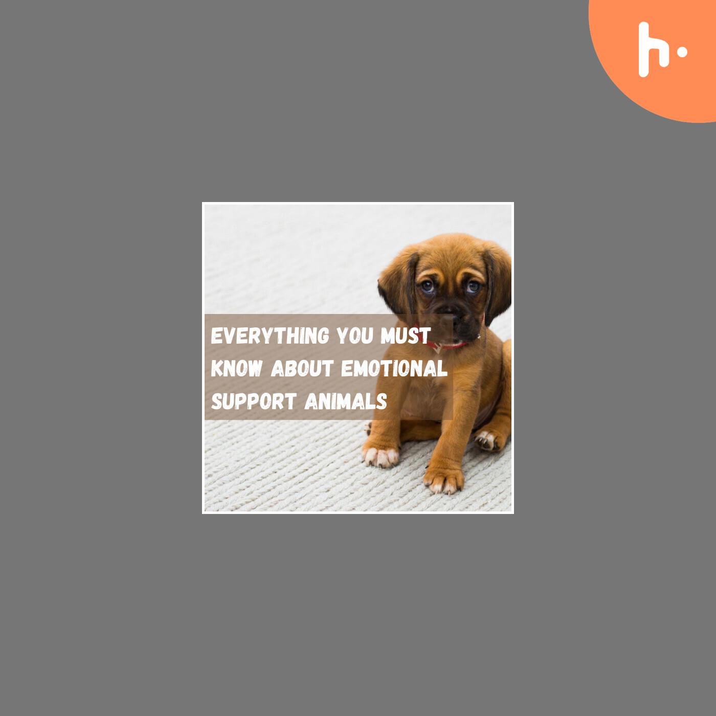Get Updates About Emotional Support Animals
