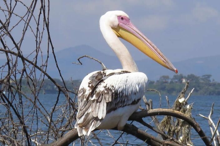 Bird Watching Safari Tours Kenya