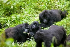 Gorilla Trekking Safaris And Tour Rwanda episode artwork