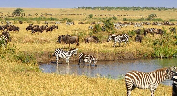 Serengeti National Park Safari episode artwork