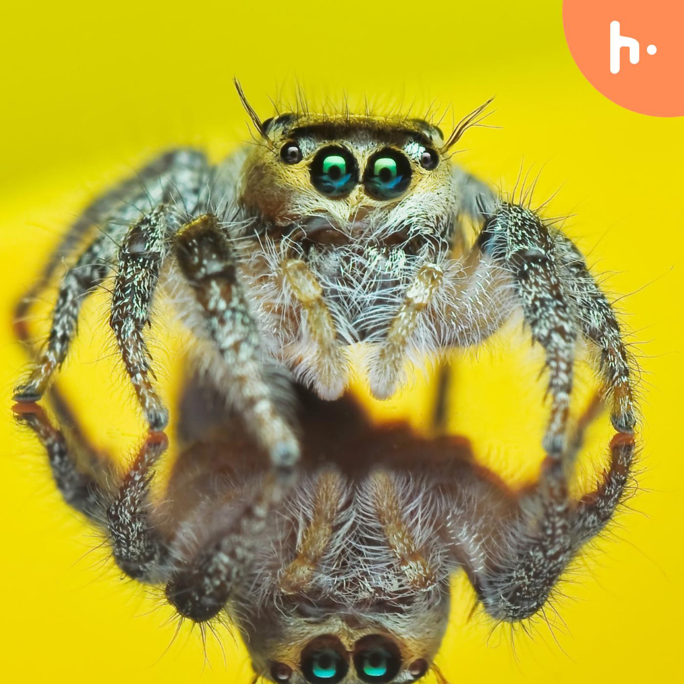 Jumping Spider Pet