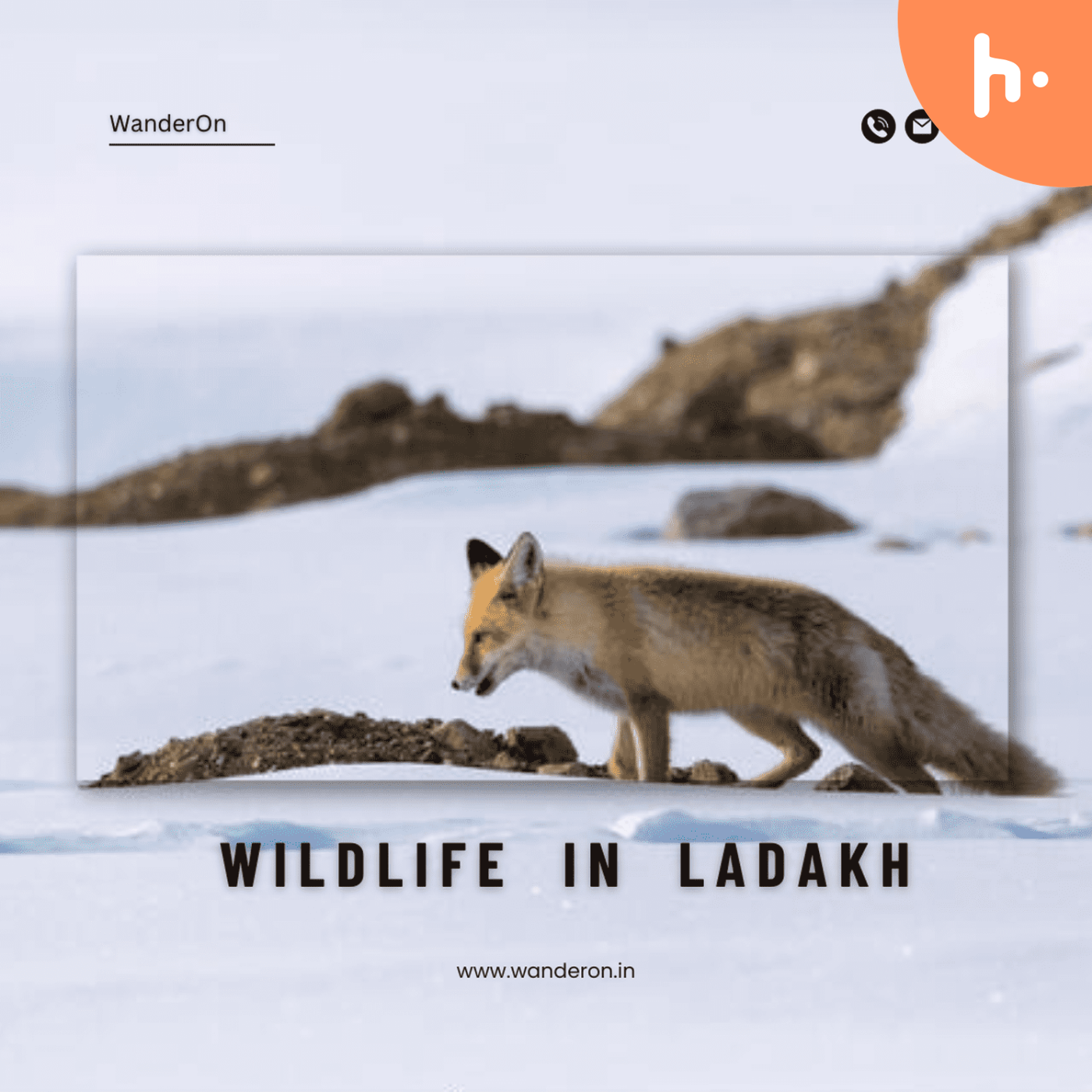 Exploring the Untamed Beauty: Wildlife of Ladakh