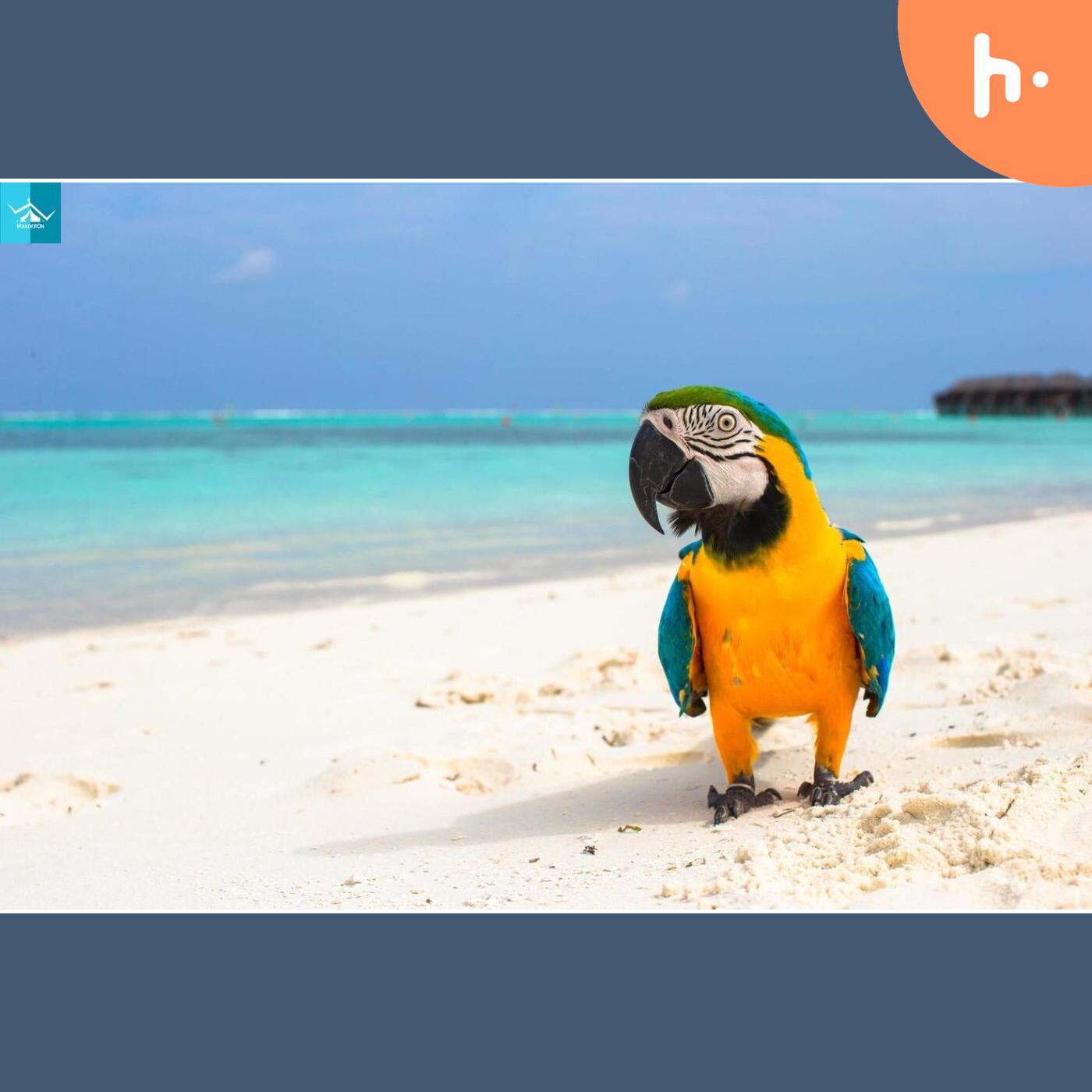 Discover the Enchanting Parrot Island in the Andamans