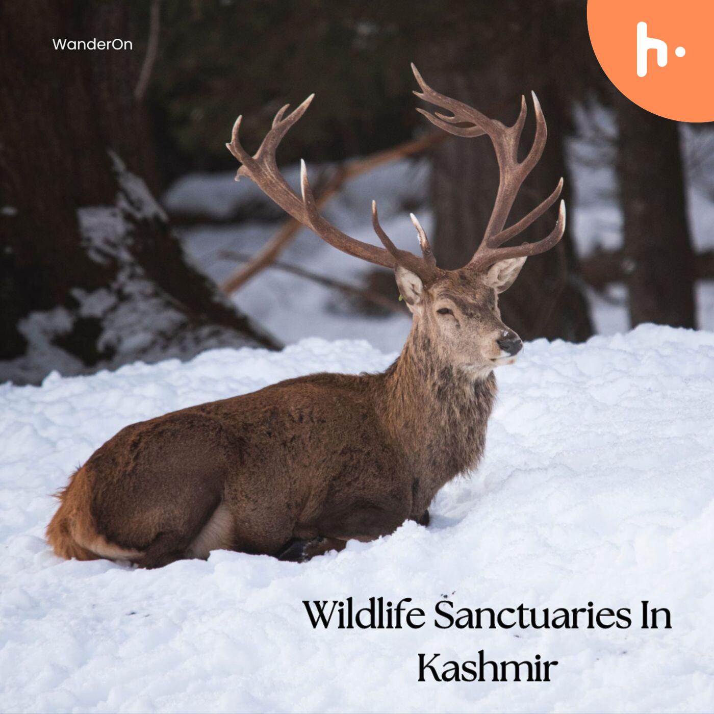 Kashmir’s Natural Reserves: A Journey Through Wildlife Sanctuaries