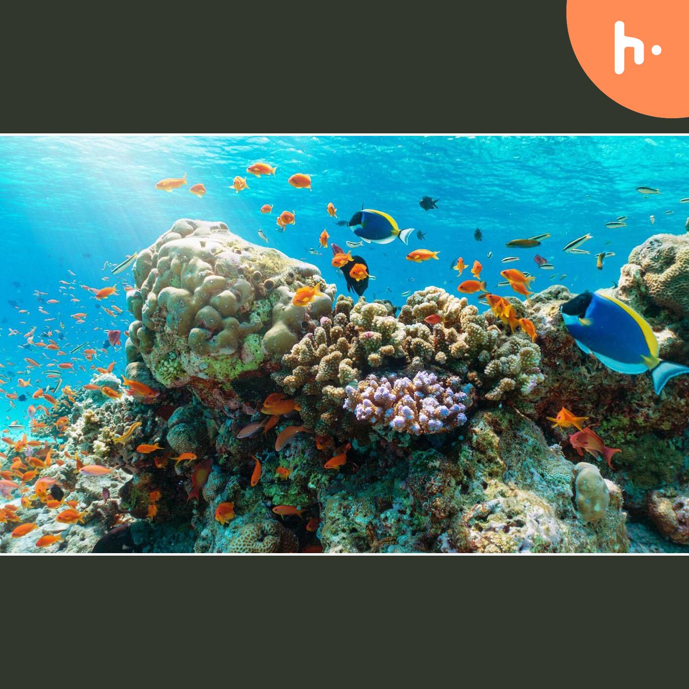 Discover the Underwater Wonders: Top Snorkeling Spots in Vietnam