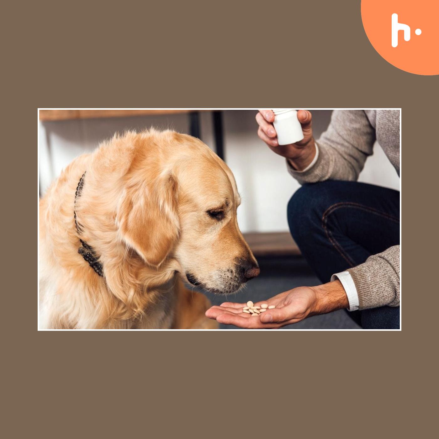 Things You Should Know Before Buying Pet Supplements