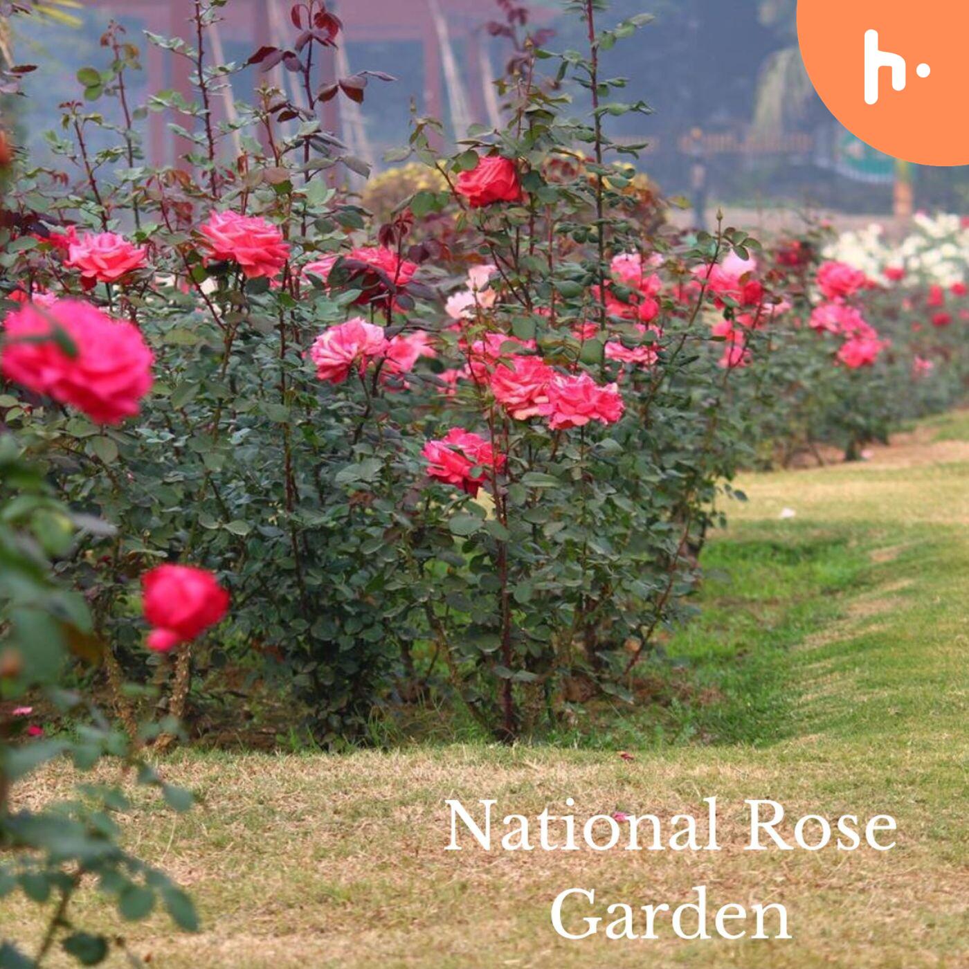 A Symphony of Petals: Explore the National Rose Garden