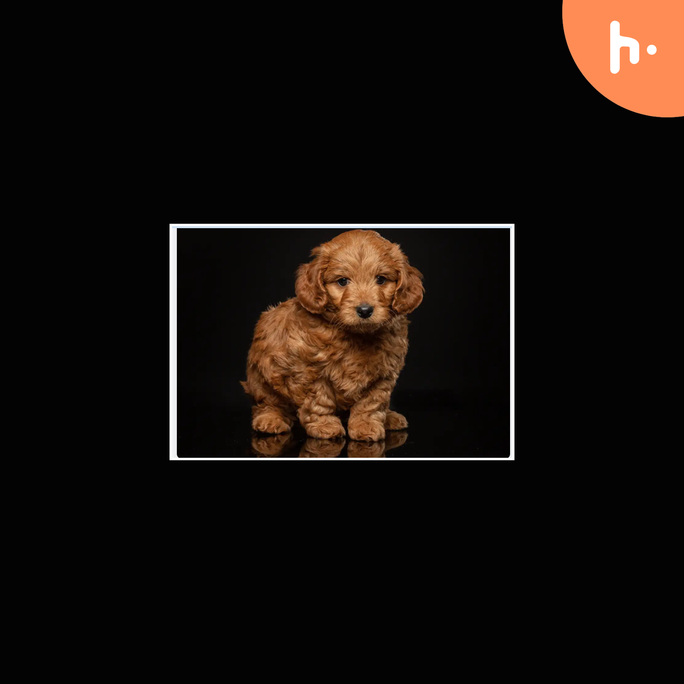 Unveiling the Distinct Characteristics of Mini Goldendoodles