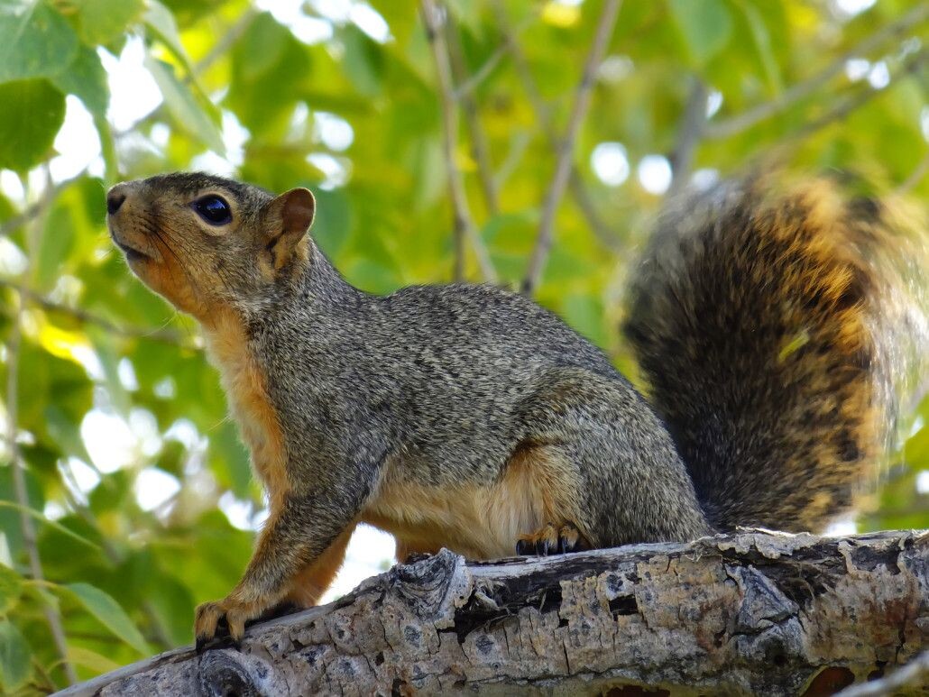 Professional Squirrel Removal in Houston: Protect Your Home Today episode artwork