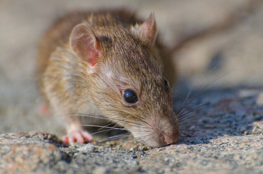 Effective Rat Removal: Safeguard Your Home from Rodents episode artwork