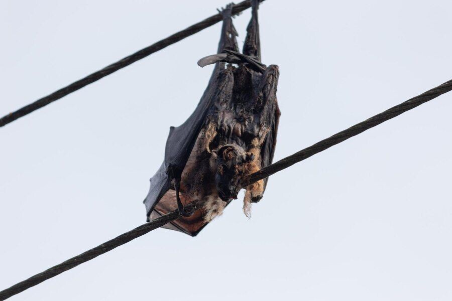 Professional Bat Removal Services by Elite Wildlife Services episode artwork