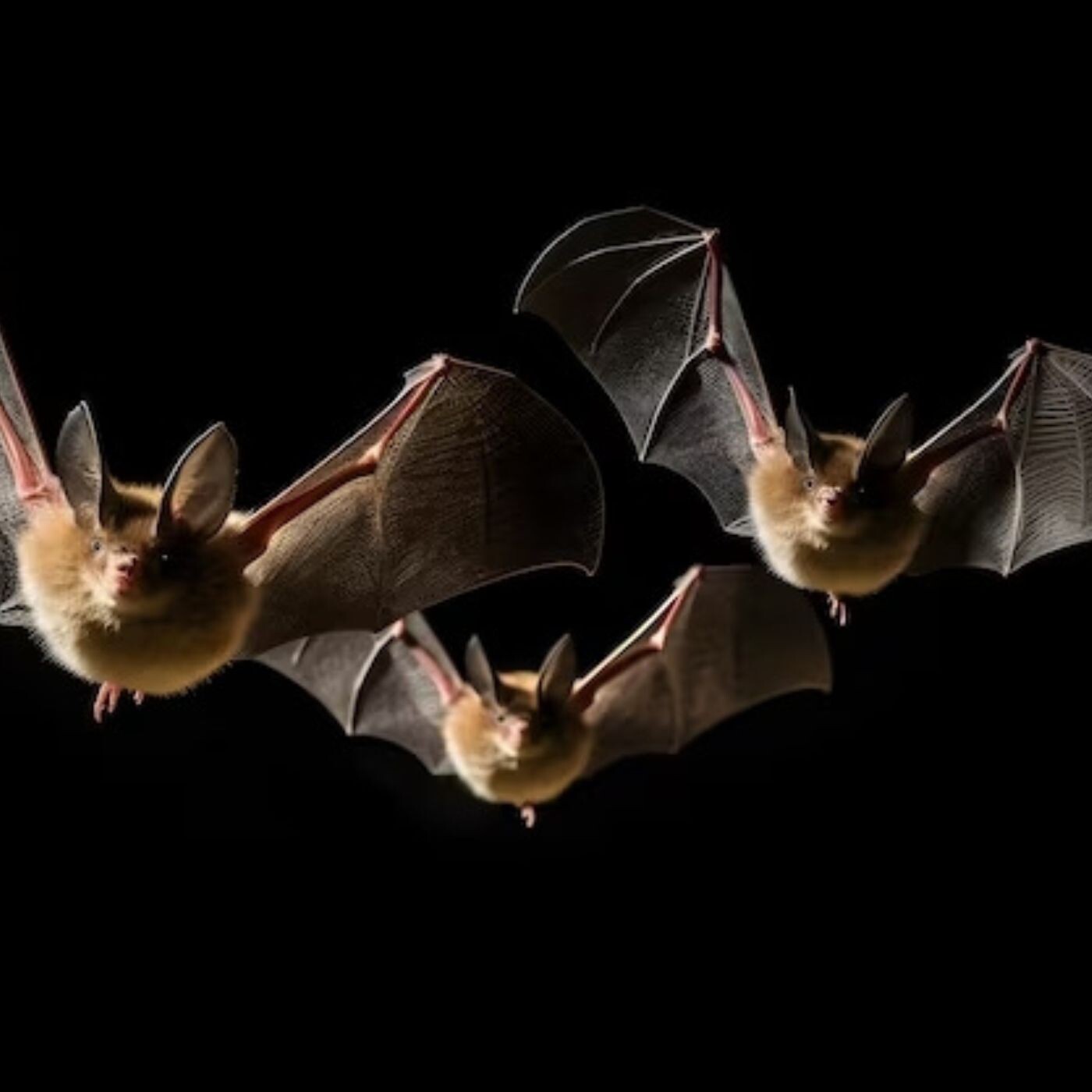 Expert Bat Removal in Houston: Elite Wildlife Services You Can Trust episode artwork