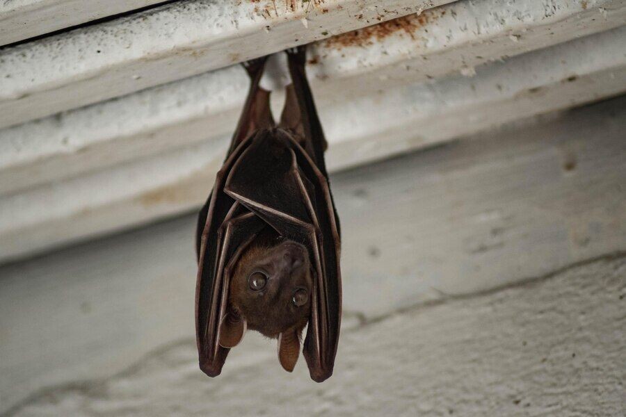 Professional Bat Removal in Houston: Safe, Humane, and Effective Solutions episode artwork