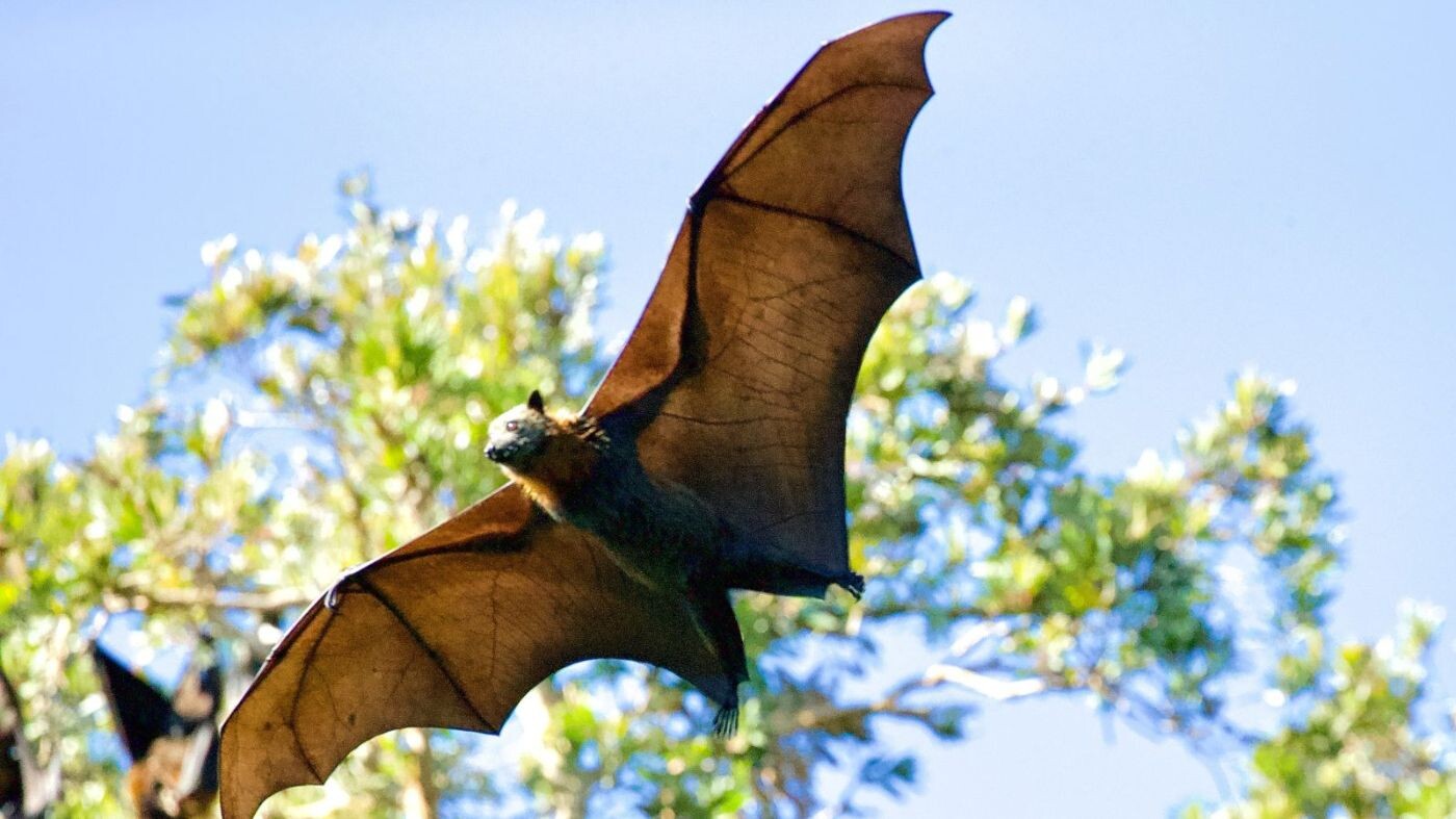Expert Bat Removal in Houston by Elite Wildlife Services episode artwork