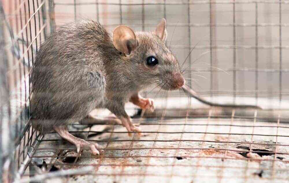 Professional Rat Removal in Houston – Keep Your Home Rodent-Free episode artwork