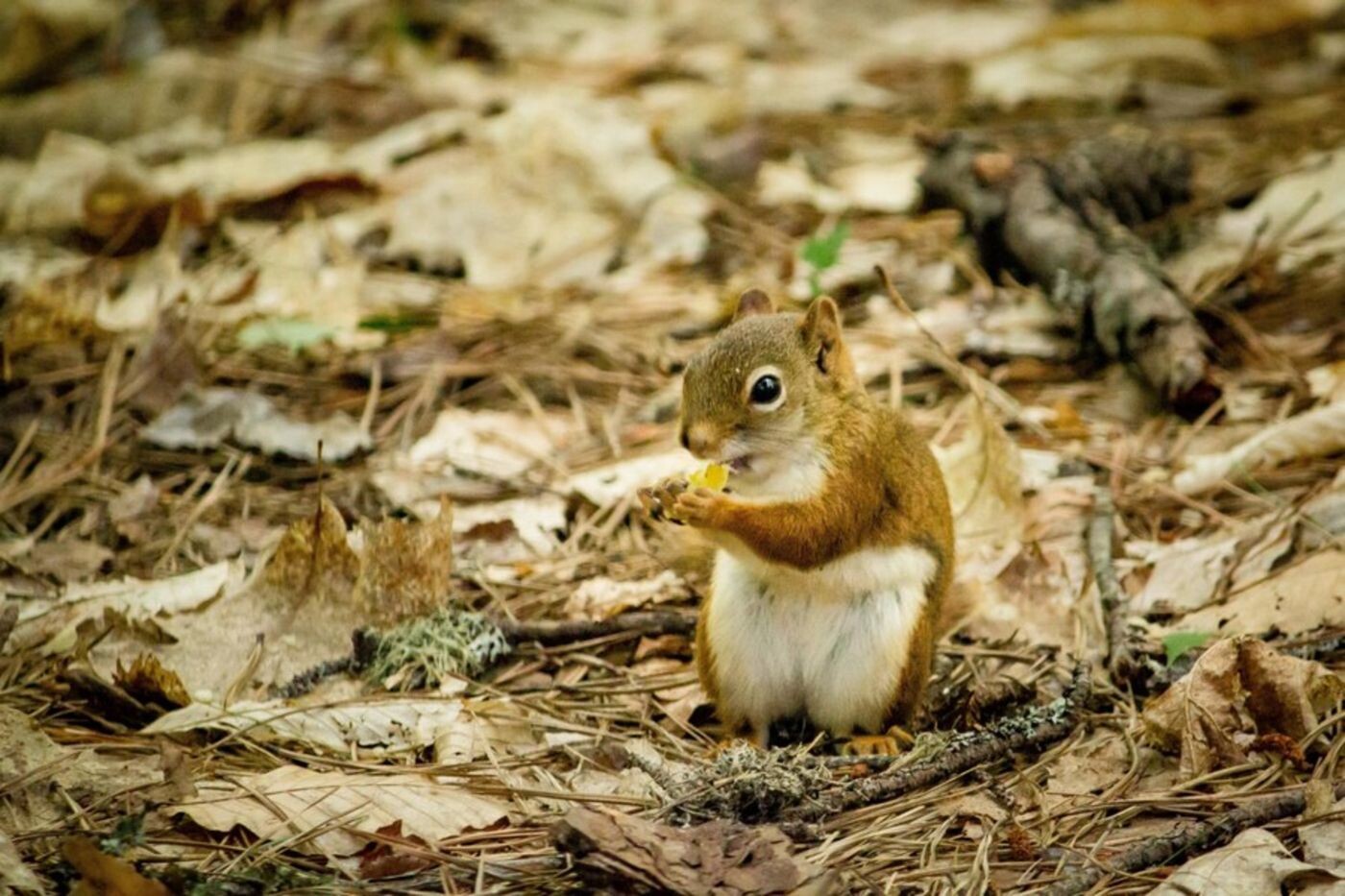Expert Squirrel Removal Services by Elite Wildlife Services in Houston episode artwork