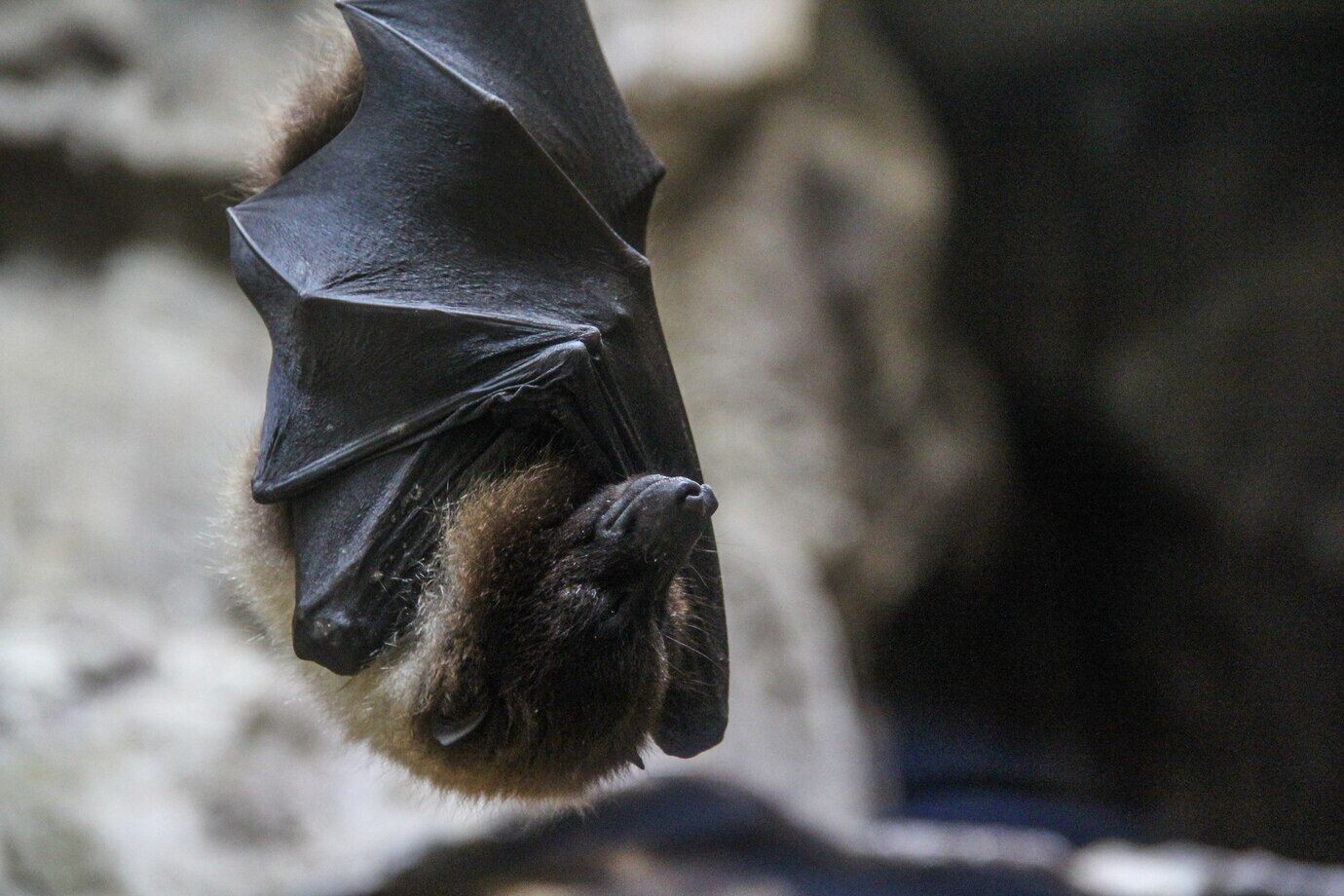 Professional Bat Removal in Houston – Safe, Fast, and Humane Solutions episode artwork
