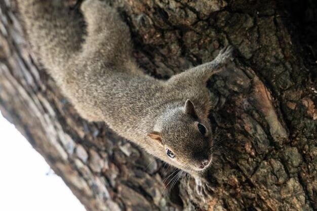 Urban Wildlife Solutions Squirrel Removal in Houston episode artwork