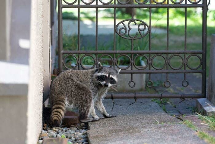 Raccoon Removal Protecting Your Home and Health episode artwork