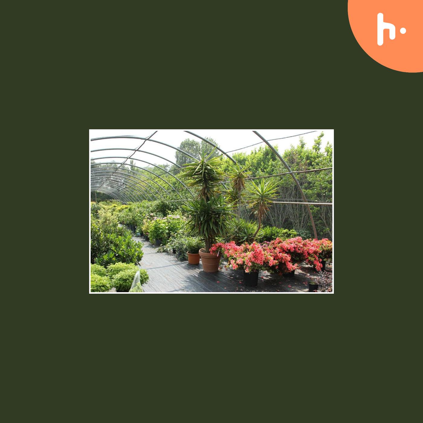 muschio stabilizzato