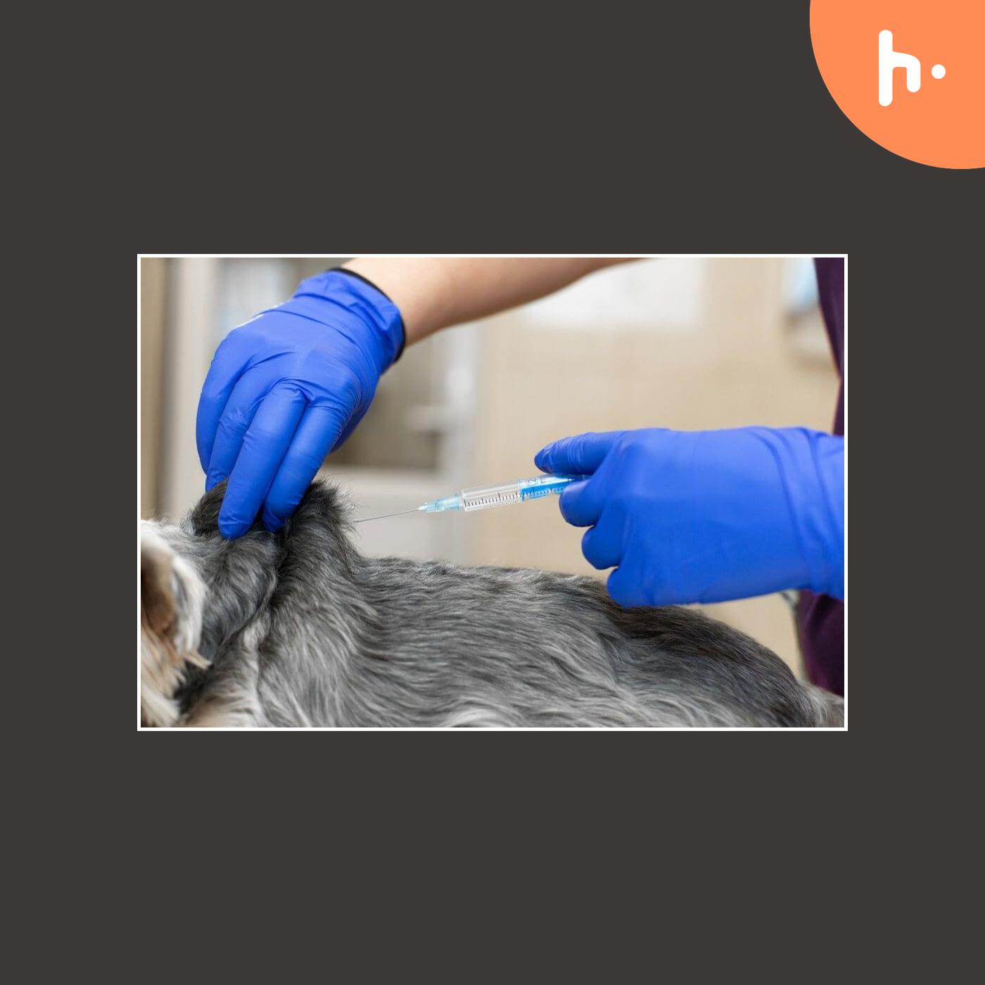 Best Veterinary Injection Manufacturers In India