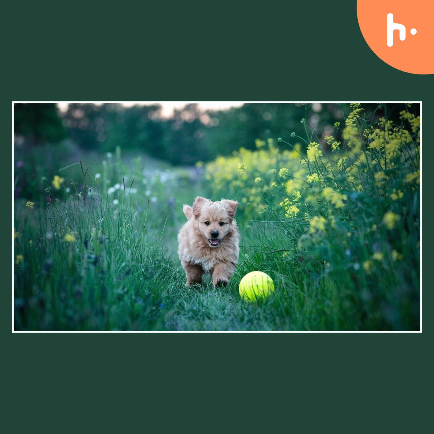 Your Ultimate Guide to Finding the Perfect Puppy Companion