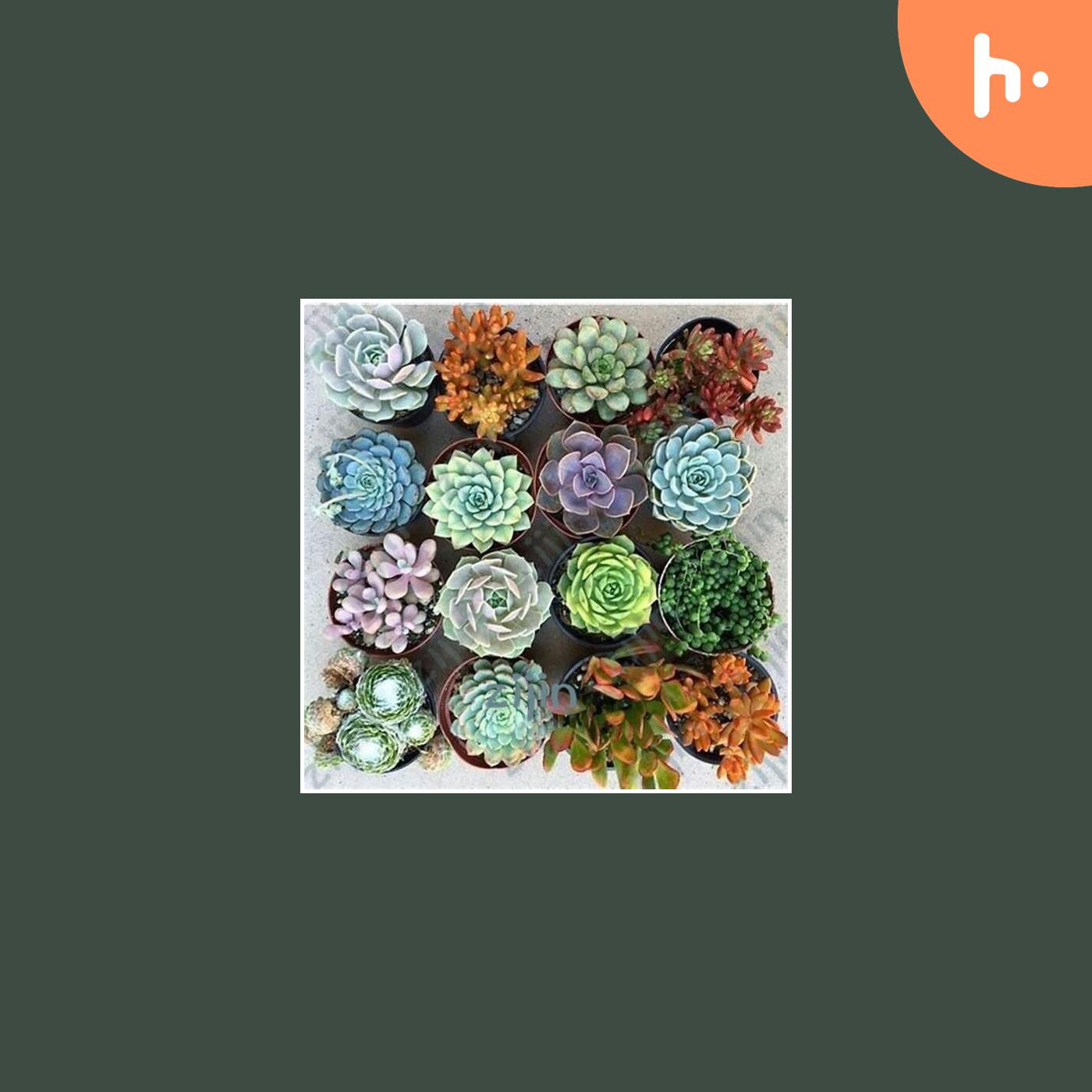 Flower Seeds Online: Bloom with Beauty