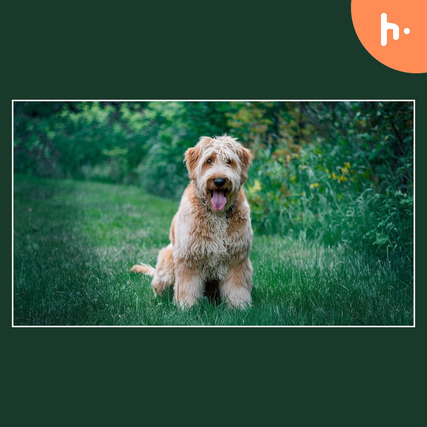 ABCs Puppy Zs: A Premier Destination for Goldendoodle Puppies podcast artwork