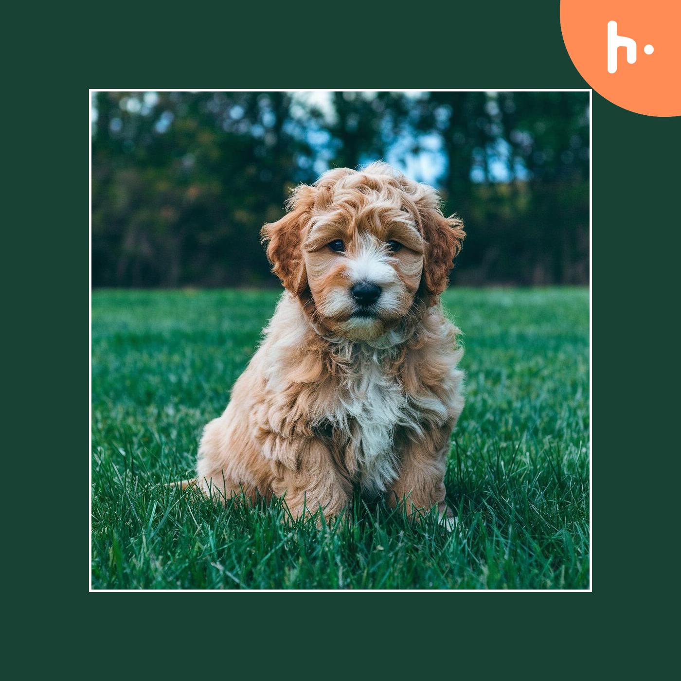 ABCsPuppyZs: A Trusted Source for Your Dream Puppy