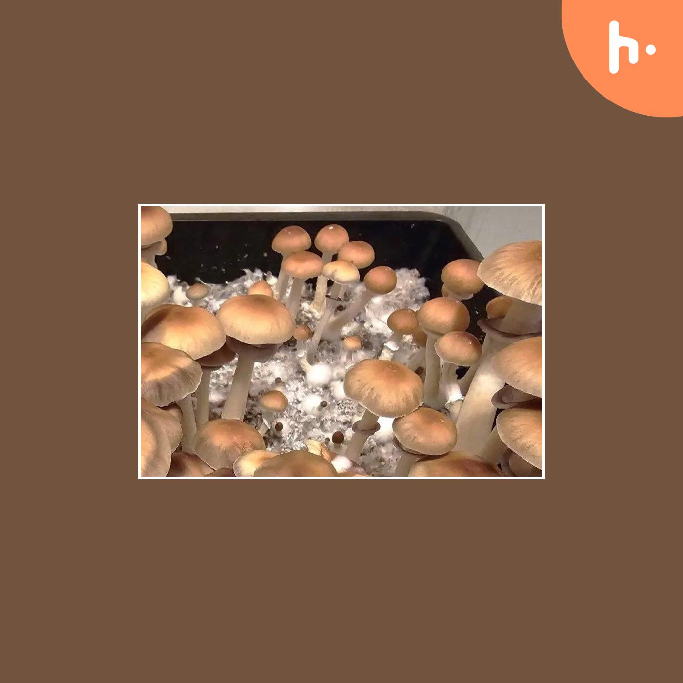 Full Canopy Genetics