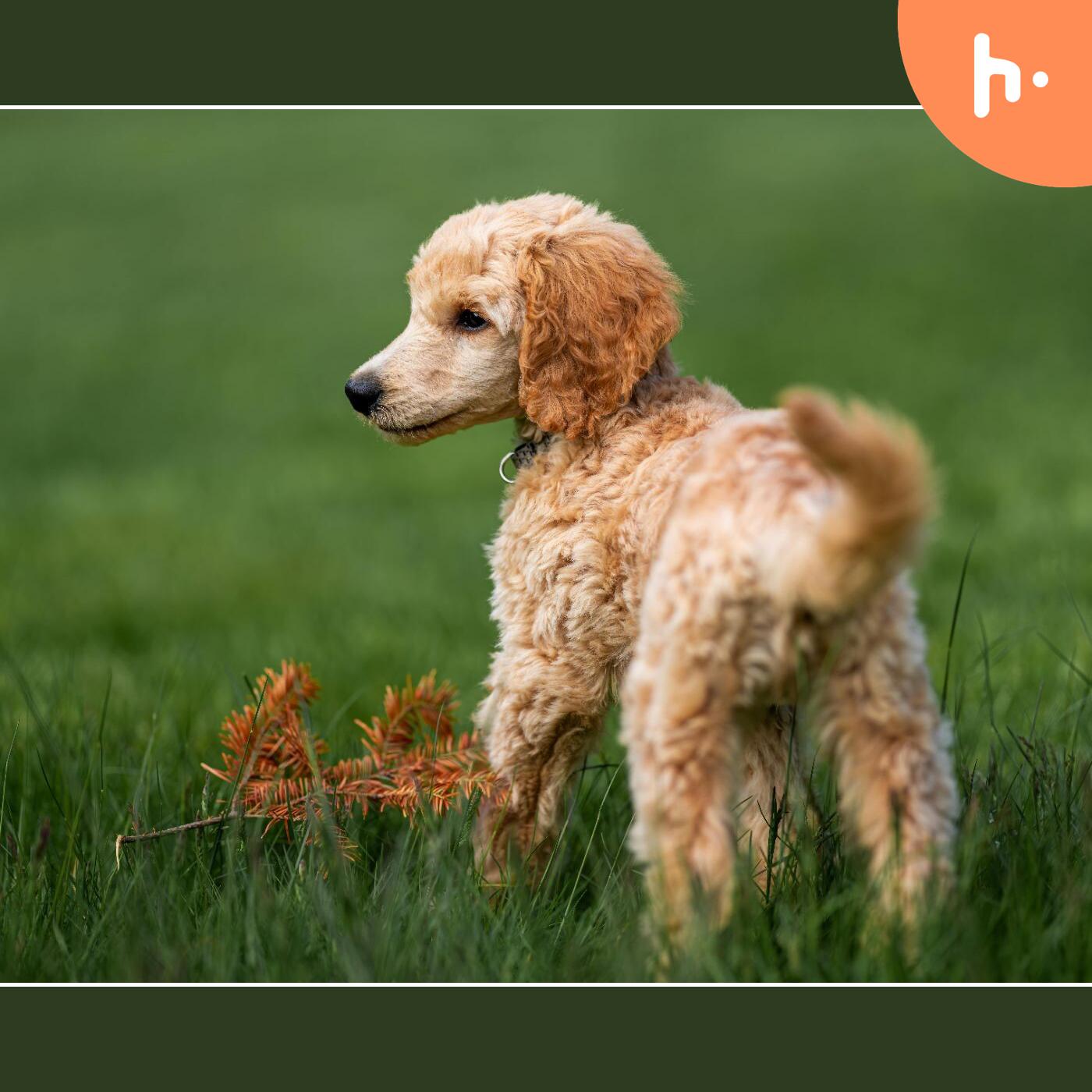 mini goldendoodle dogs adoption