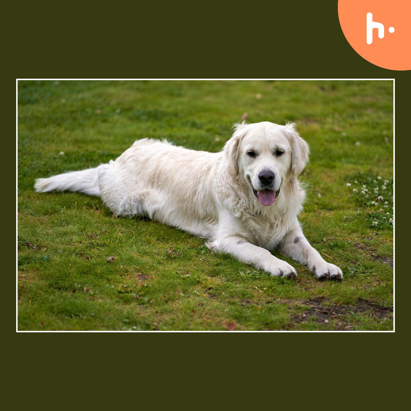 goldendoodles for sale in san Antonio