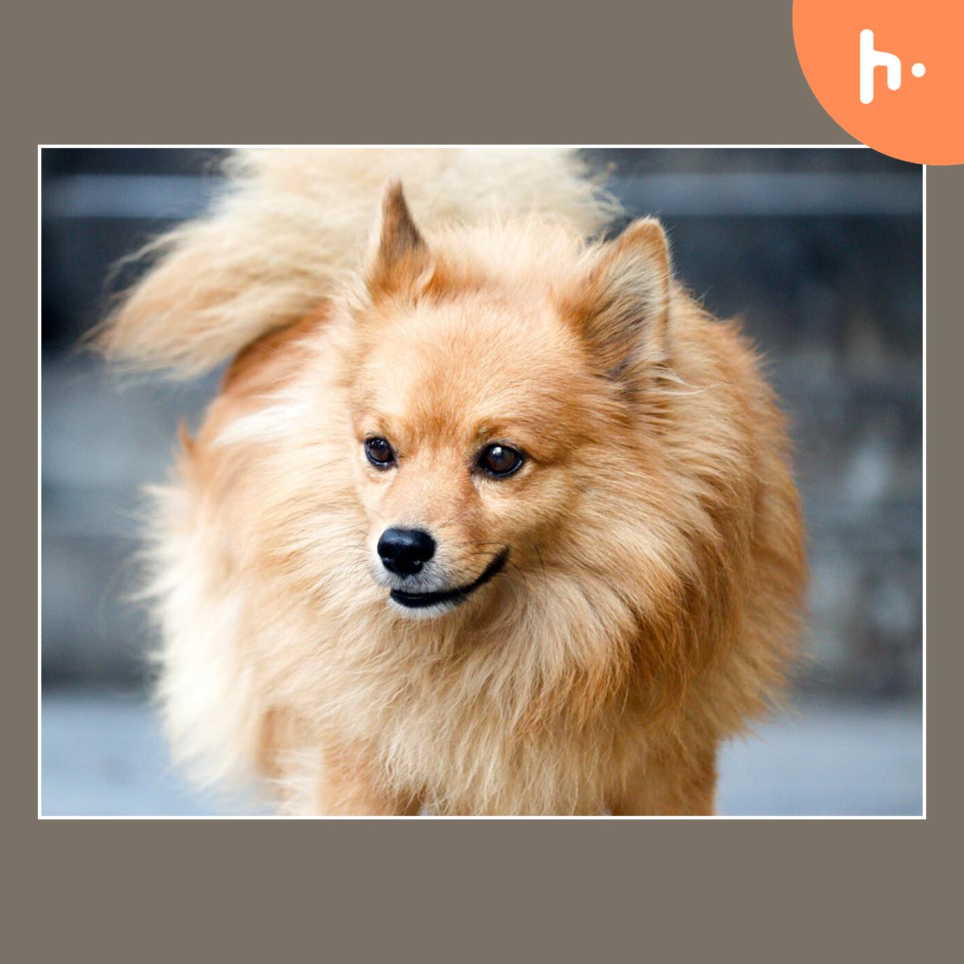 High-Quality Goldendoodles for Sale in San Antonio