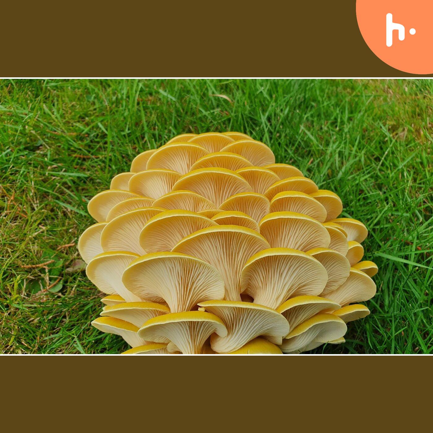 A Beginner's Guide to Cultivating Psychedelic Mushroom Spores