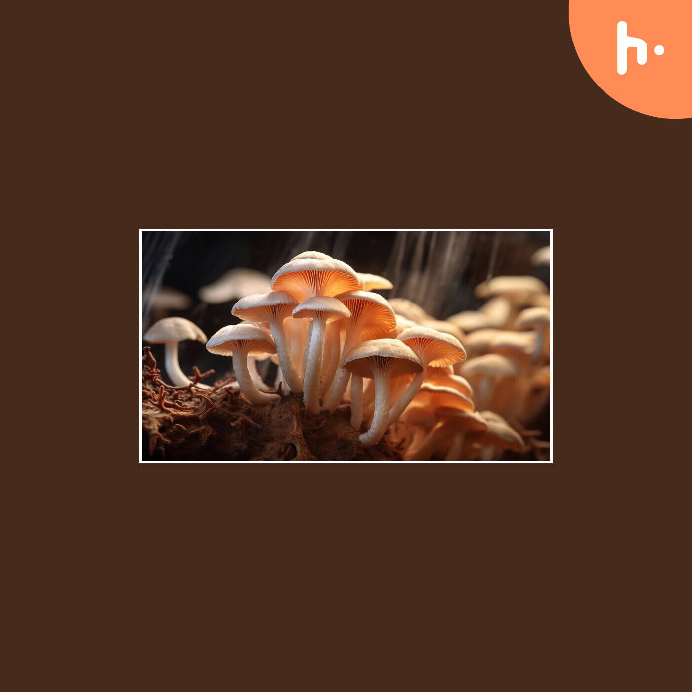 Start Your Mushroom Cultivation Journey with Lady Hyphae’s Cultures