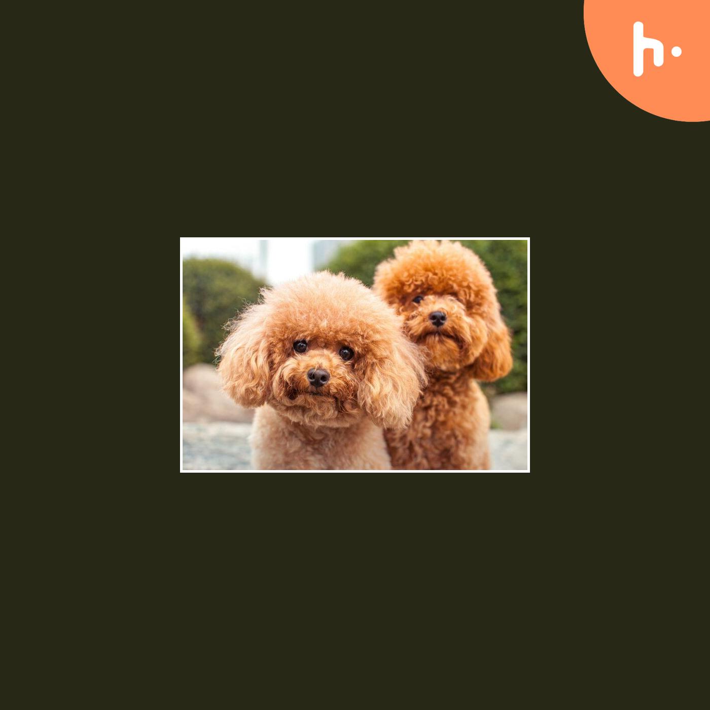 Golden Labradoodle Puppy: The Perfect Blend of Cuteness and Intelligence podcast artwork