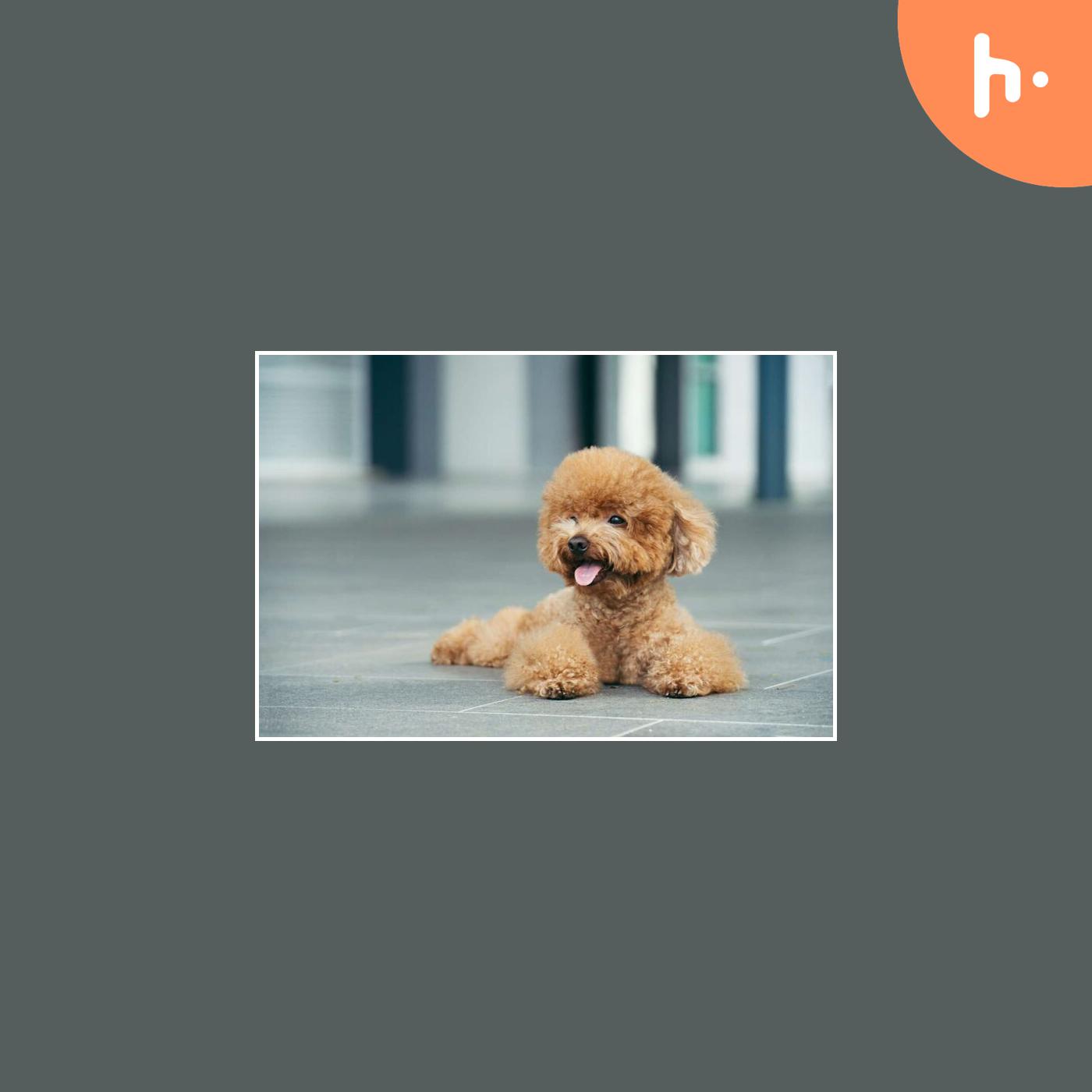 The Ultimate Guide to Teddy Bear Goldendoodles