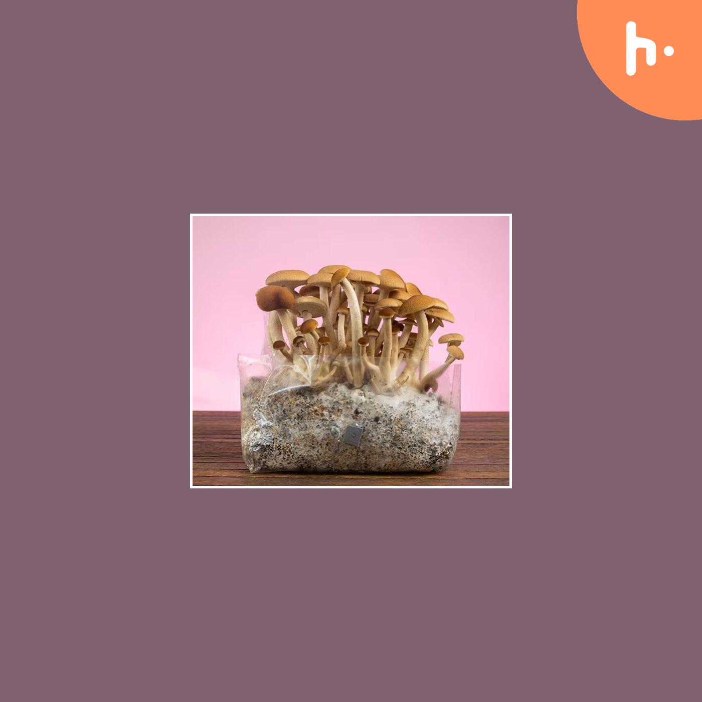 Grow Blue Oyster Mushrooms at Home! podcast artwork