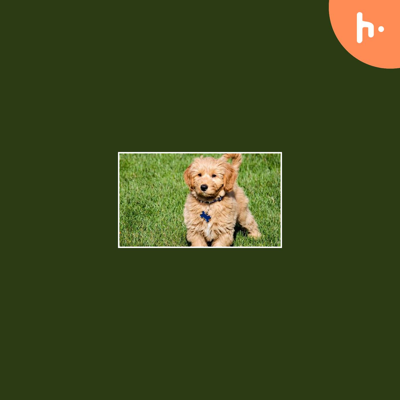 The Ultimate Guide to the Miniature Poodle: A Perfect Companion for Every Home