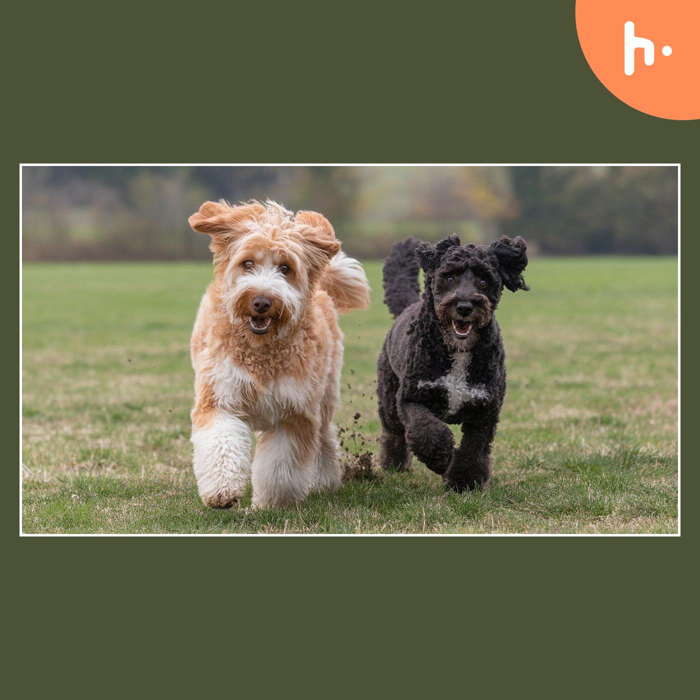 Understanding the Charm of a Dog Breed Poodle Mix: A Perfect Companion for Every Home