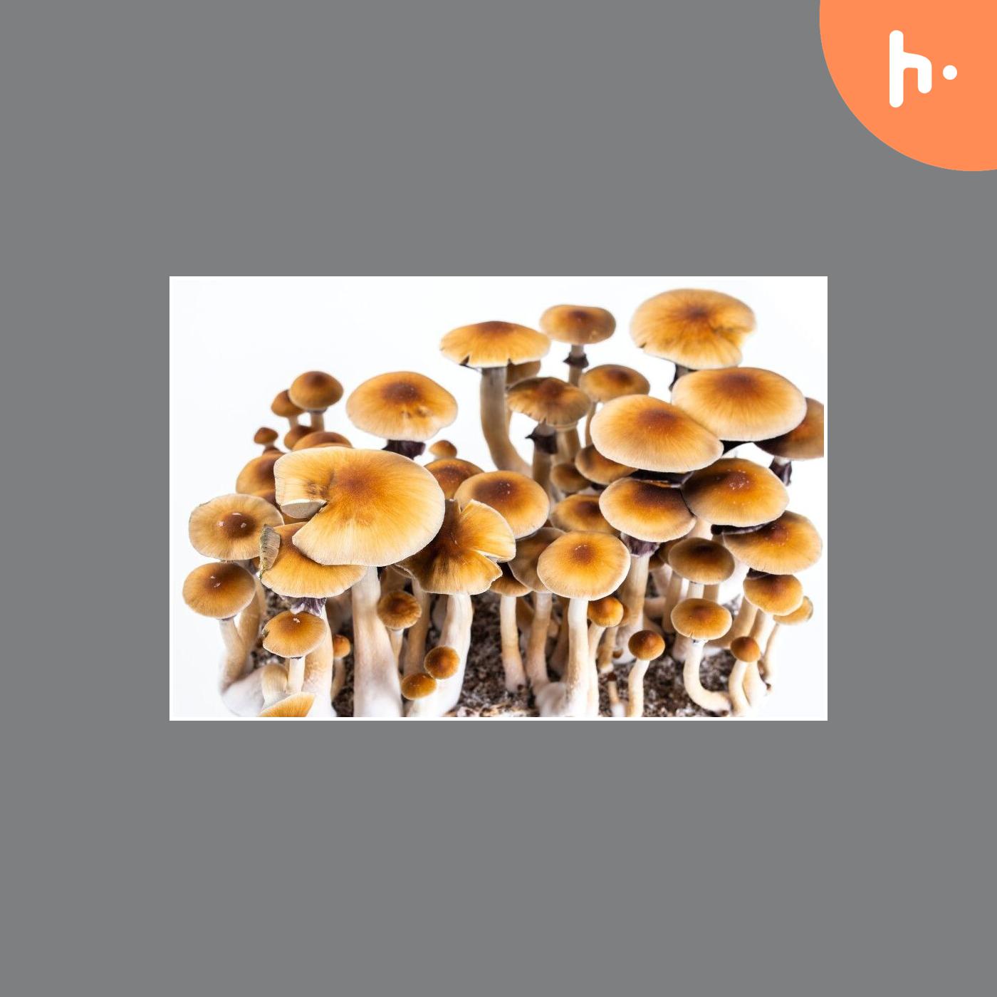 Unlock the Secrets of Psychedelic Mushroom Spores & Hillbilly Mushrooms Today at Full Canopy Genetics!